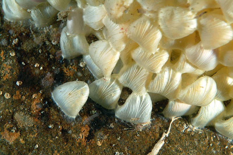 Hexaplex trunculus in riproduzione